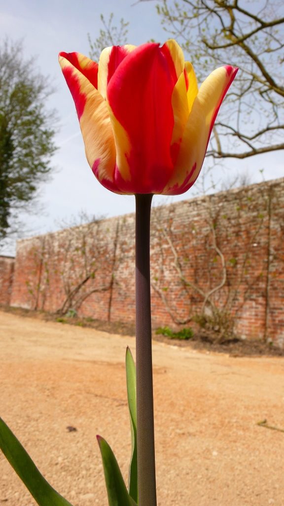 Make way for the Tulips: Public volunteering session offered in Lydiard ...